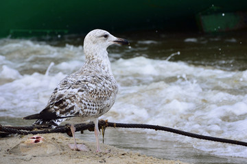 Seagul with his fish