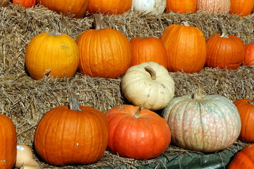 Pumpkin Harvest, Kürbisernte und Kürbisverkauf