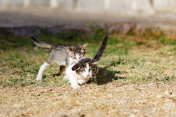 homeless kittens play