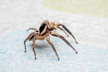 Spider on human skin, jumping Spider