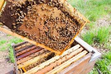 Open hive, beekeeping