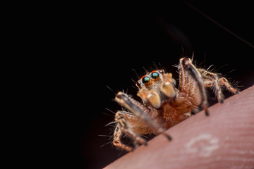 Spider on human skin, jumping Spider