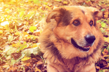 Sheepdog closeup lies on autumn leaves in the forest. Toned photo