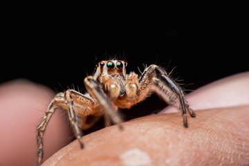 Spider on human skin, jumping Spider