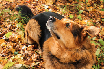 Dog lies on autumn leaves in the forest. Looks up