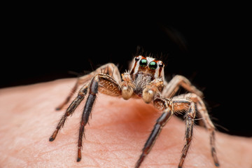 Spider on human skin, jumping Spider