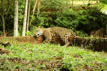 Onça Pintada © Ricardo