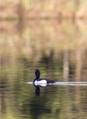 Tufted duck in the spring