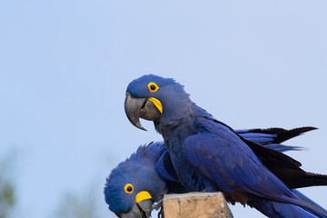 Couple of Hyacinth macaw, Brazilian wildlife