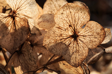Close up of dry white hydrangea blossoms in winter. Winter sun backlight. Selective focus. Shallow...