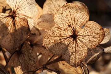 Fototapeten Close up of dry white hydrangea blossoms in winter. Winter sun backlight. Selective focus. Shallow depth of field. © gerduess