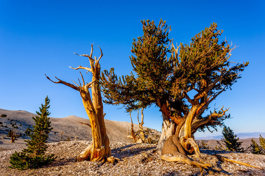 Bristlecone Pine Trees