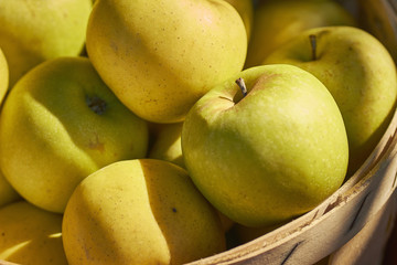 Naklejka na ściany i meble Heirloom variety Golden Gem apples at a farm market in Amish Country, Lancaster County, Pennsylvania, USA