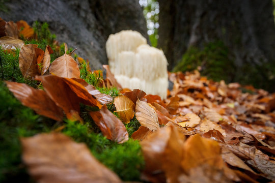 Rare Lion's mane mushroom in a Dutch forest