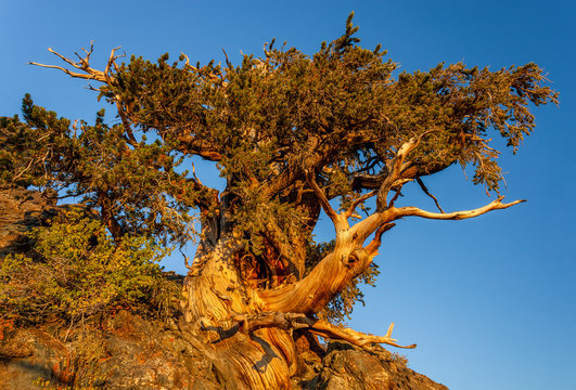 Bristlecone Pine at dusk