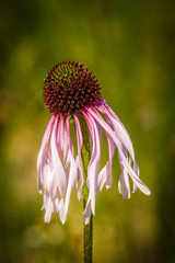 Wild Flowers