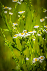 Wild Flowers
