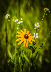 Wild Flowers