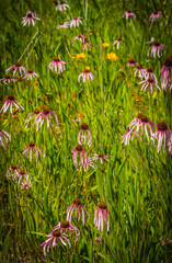 Wild Flowers