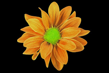 beautiful bright flower on a black background