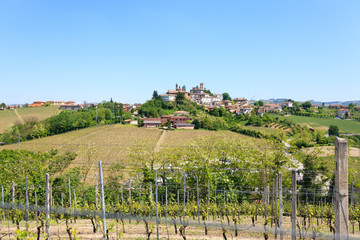 Plakat Landscape with vineyards from Langhe,Italian agriculture