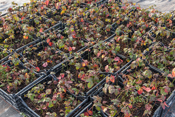 Outdoor berry plant nursery