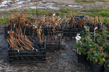 Outdoor berry plant nursery