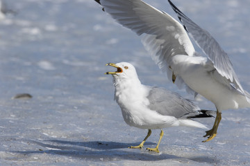 ring billed gull in winter