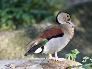 Ringed teal, Callonetta leucophrys, is a colorful duck