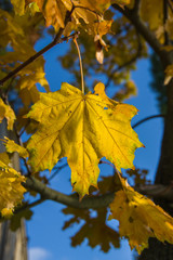 Yellow maple leaves hanging on the branches of a tree