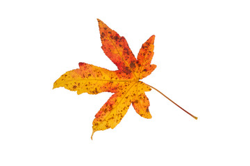 Leaf of an Amber tree.