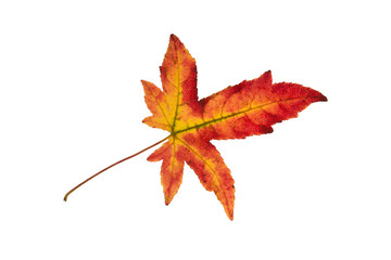 Leaf of an Amber tree.