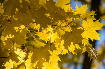 Yellow maple leaves hanging on the branches of a tree