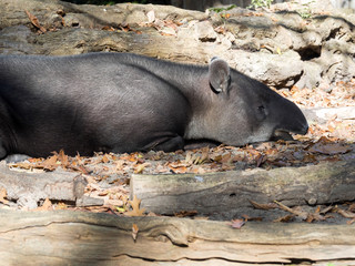Baird's tapir, Tapirus bairdii inhabits the forests of Central America