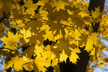 Yellow maple leaves hanging on the branches of a tree