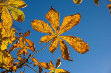 Orange leaves hang on the branches of a tree in autumn