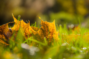 Yellow fallen autumn leaves lying on the grass