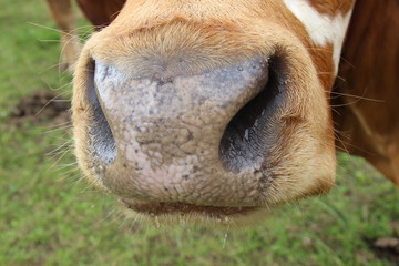 Fototapeta premium Nase einer Kuh 