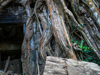 The little famous buddha statue hiding inside the thick root of the tree. Even its kind of scary, but it is amazing also. The location is at Angor Thom in Angor Wat area, world's wonder and heritage