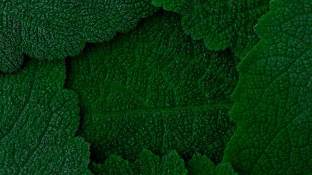Dark green leaves. Logo background. Close up 4K
