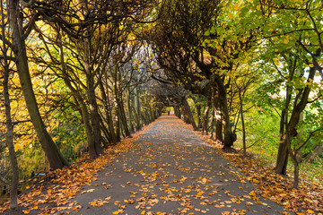 Naklejka premium Picturesque autumn alley in the Oliwski park. Park is favorite tourist destination in Gdansk. Poland