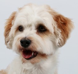 Havaneser Portrait im Studio