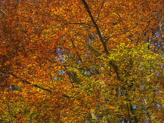 colorful orange beech tree branches natural autumn leaves background