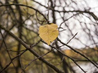 Autumn last leaf on a tree with unfocused background