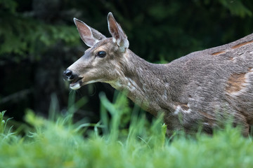 A deer with ears pricked up hides amongst long green grass