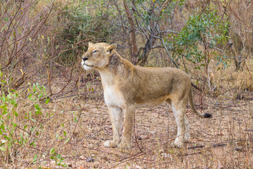 Lion from Kruger National Park, South Africa