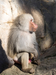 adult male Hamadryas baboon Papio hamadryas, with injured nose