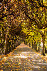 Autumn in the park in Gdansk Oliwa. The Oliwski Park is very popular toursit destination. Poland.