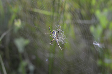 spider and cobweb in the background of green foliage