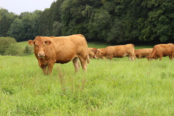 Urlaub auf dem Bauernhof